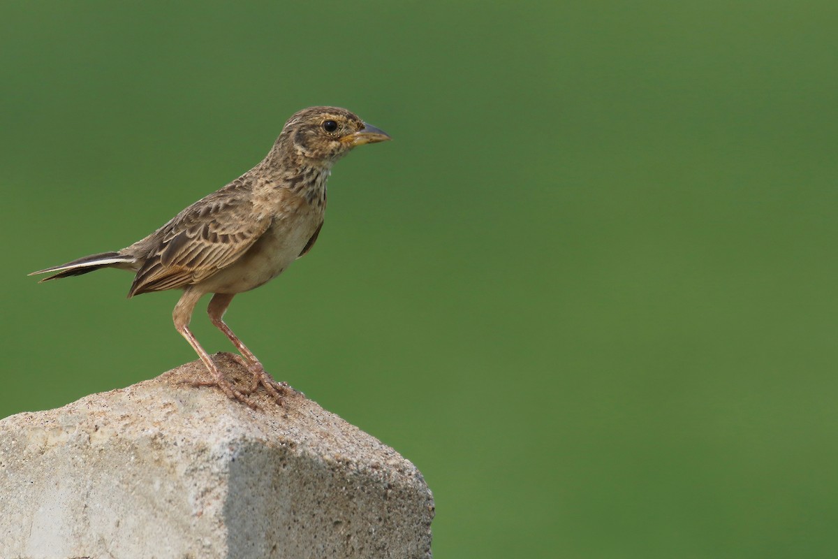 Singing Bushlark (Australasian) - ML637192547
