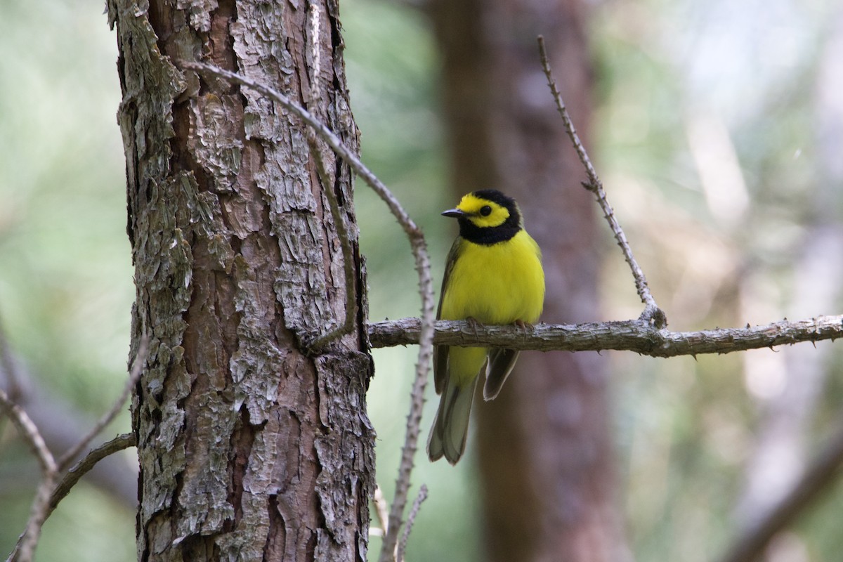 Hooded Warbler - ML637192602