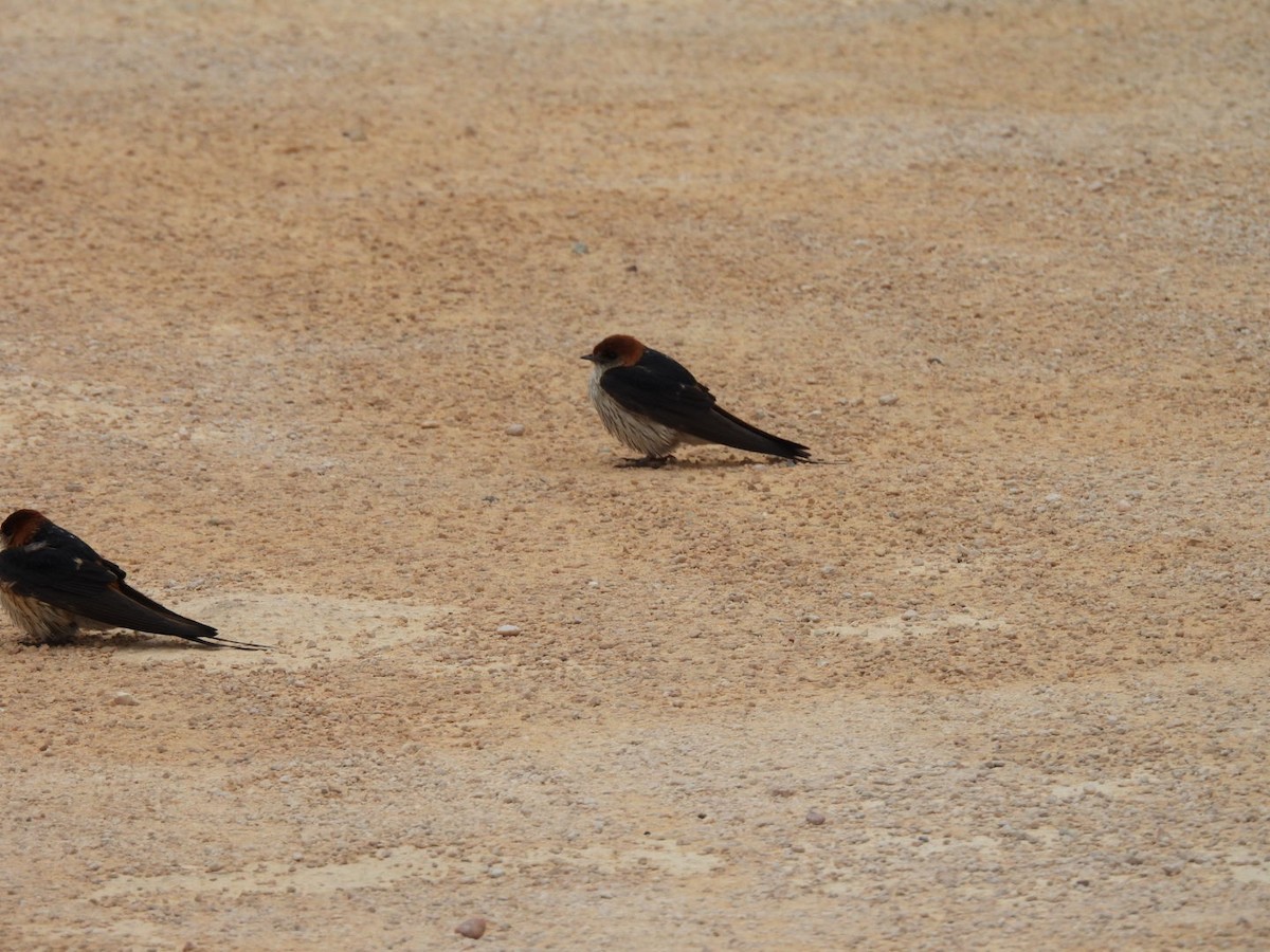 Golondrina Cabecirrufa - ML637192632
