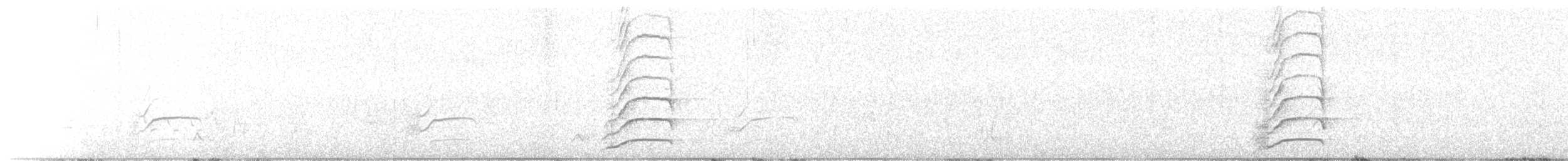 Méliphage à oreillons bleus (albipennis) - ML637192662