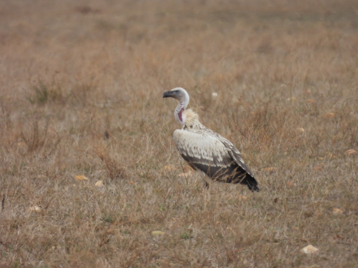 Cape Griffon - ML637192671
