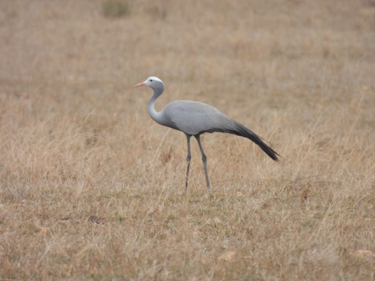 Blue Crane - ML637192673