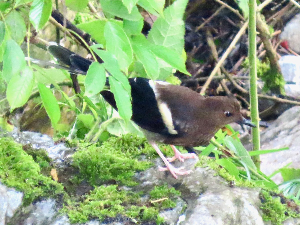 White-crowned Forktail - ML637192703