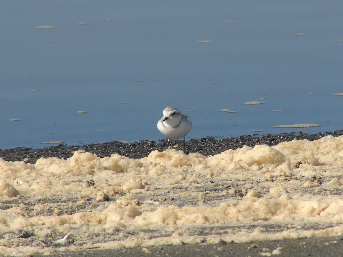 Chestnut-banded Plover - ML637192734