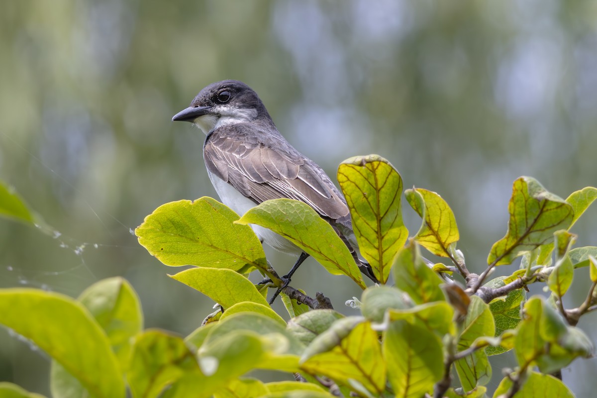 Eastern Kingbird - ML637192752