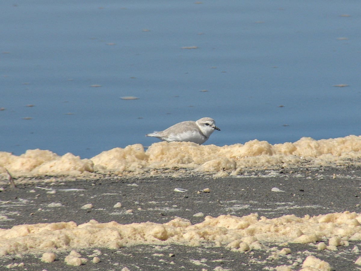Chestnut-banded Plover - ML637192771
