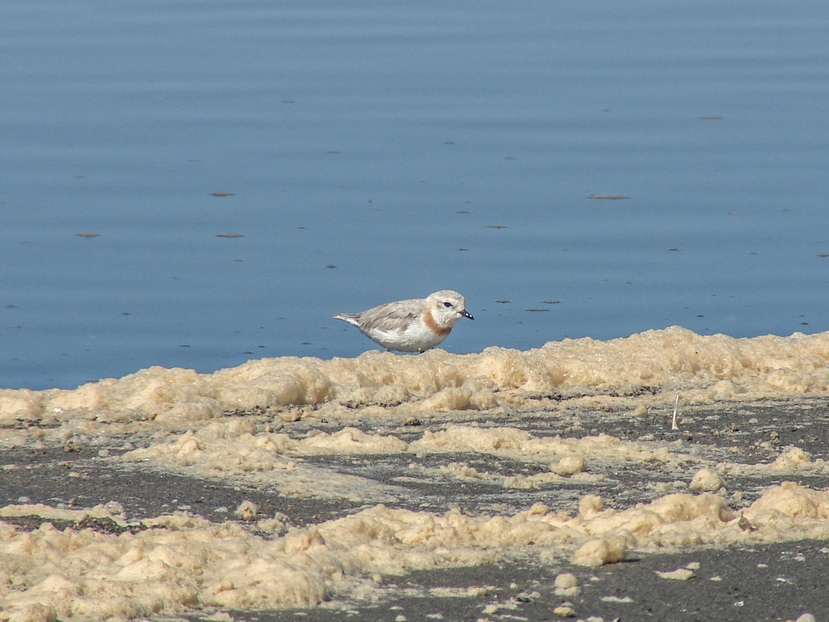 Chestnut-banded Plover - ML637192775