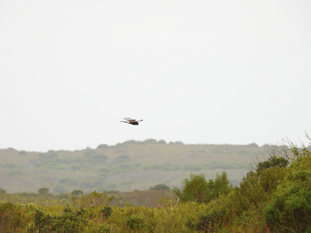 Black Harrier - ML637192797
