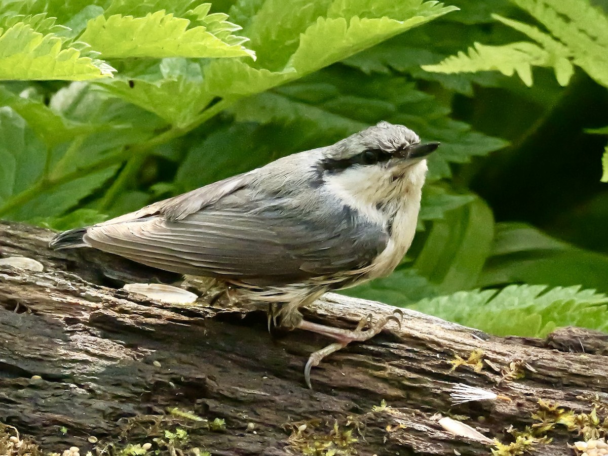 Eurasian Nuthatch (White-bellied) - ML637192806