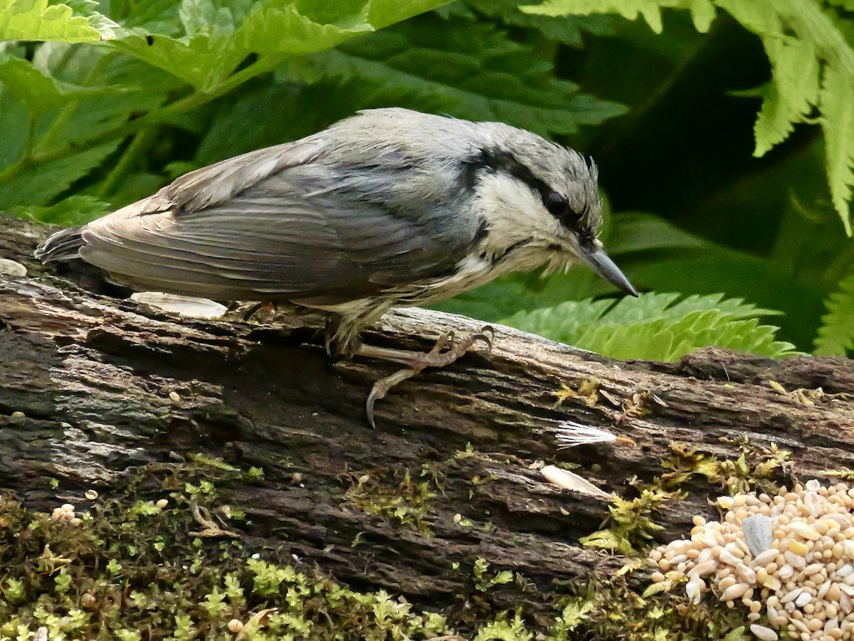 Eurasian Nuthatch (White-bellied) - ML637192807
