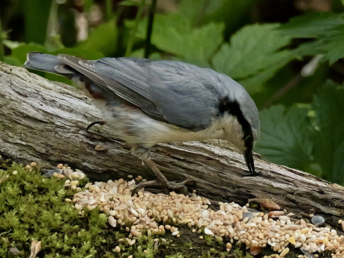 Eurasian Nuthatch (White-bellied) - ML637192808