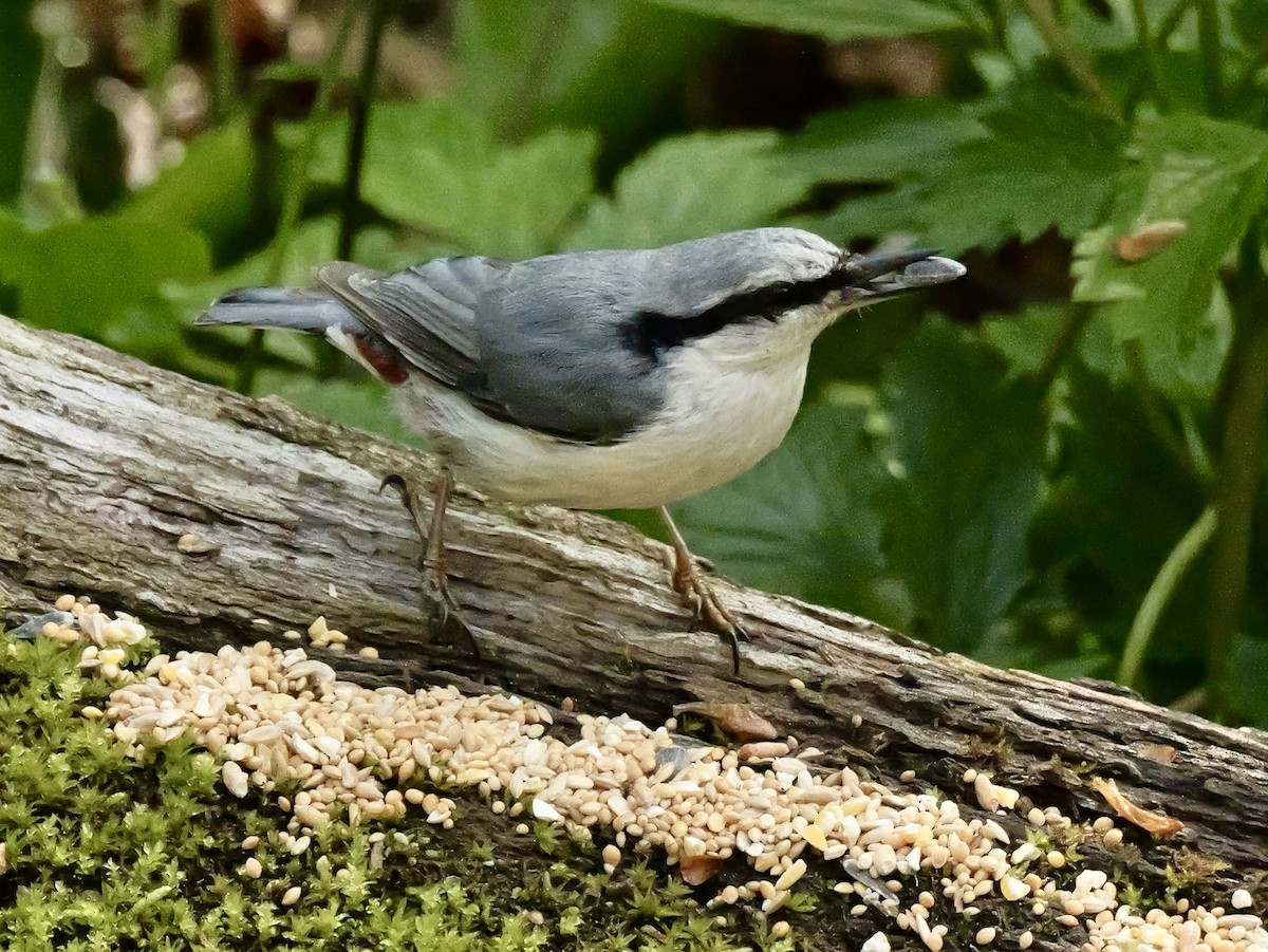 Eurasian Nuthatch (White-bellied) - ML637192809