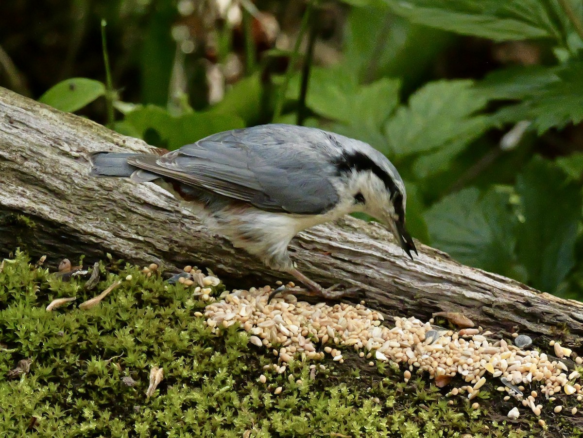 Eurasian Nuthatch (White-bellied) - ML637192810
