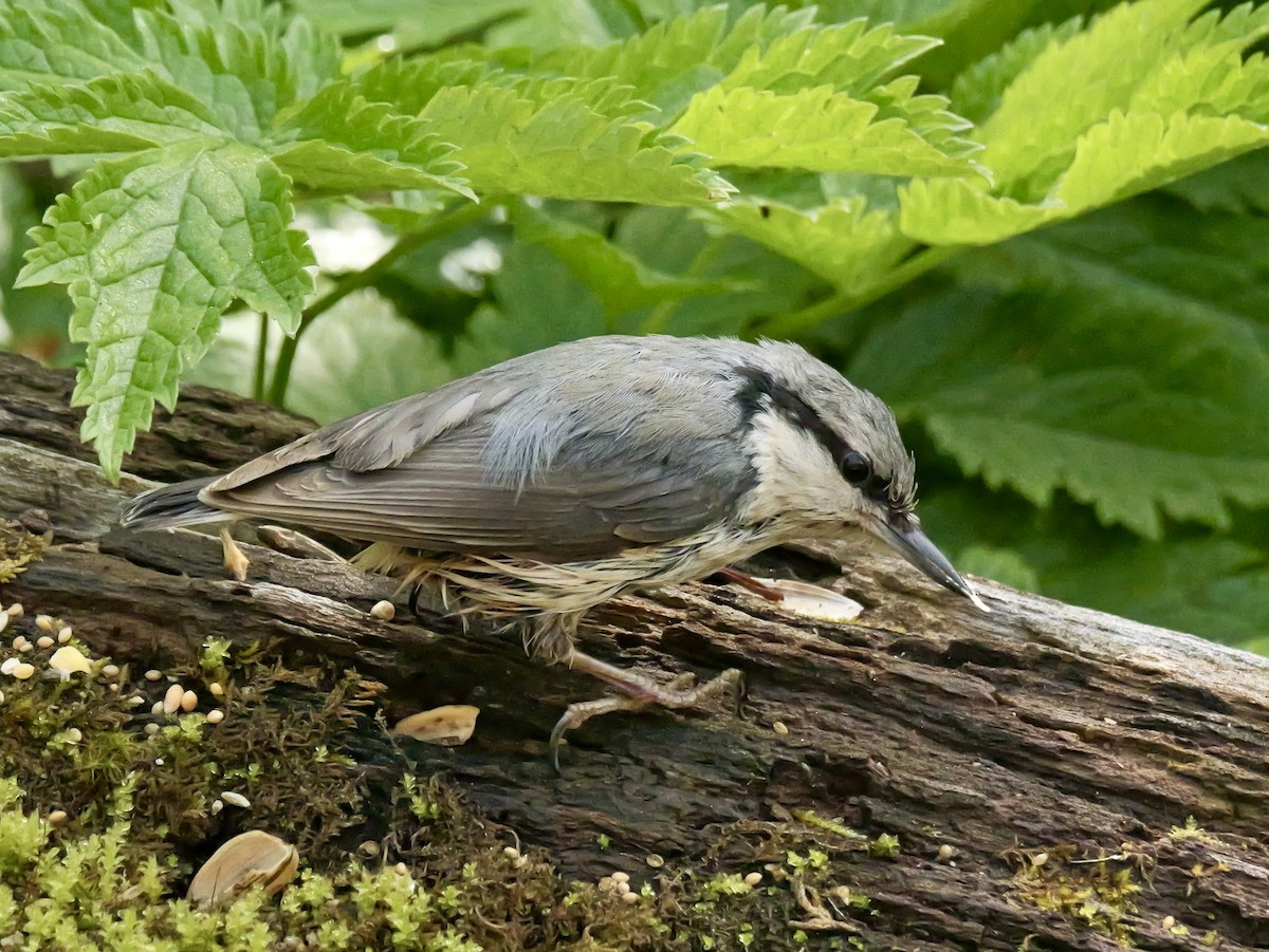 Eurasian Nuthatch (White-bellied) - ML637192811