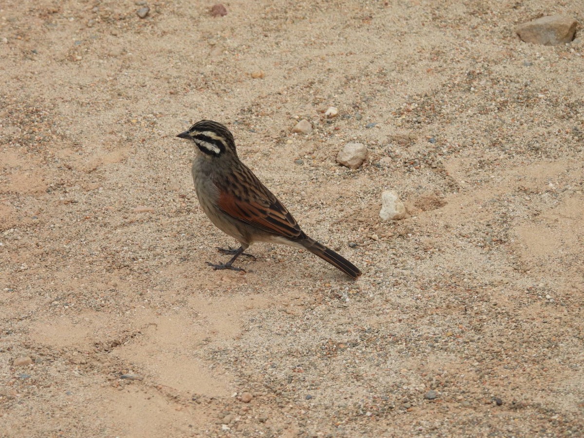 Cape Bunting (Cape) - ML637192855