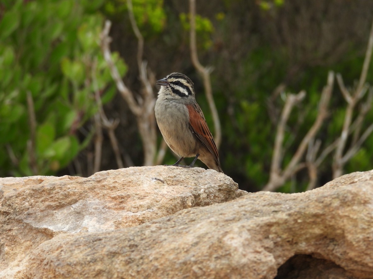 Cape Bunting (Cape) - ML637192858