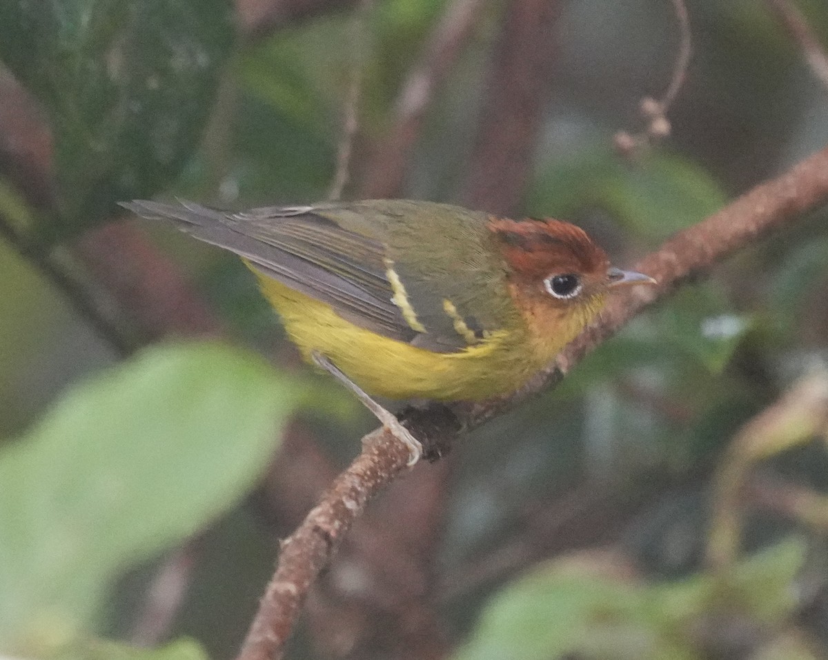 Yellow-breasted Warbler - ML637192859