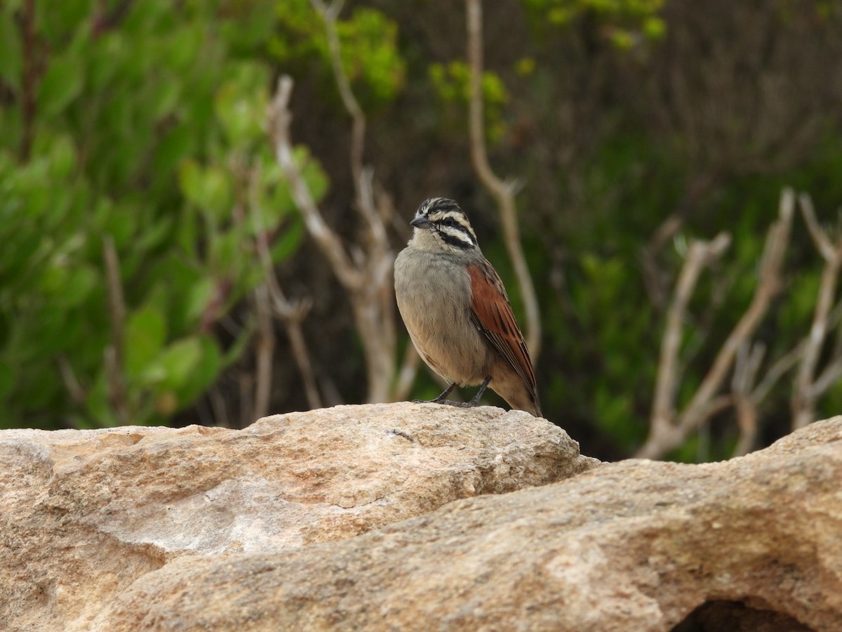 Cape Bunting (Cape) - ML637192861