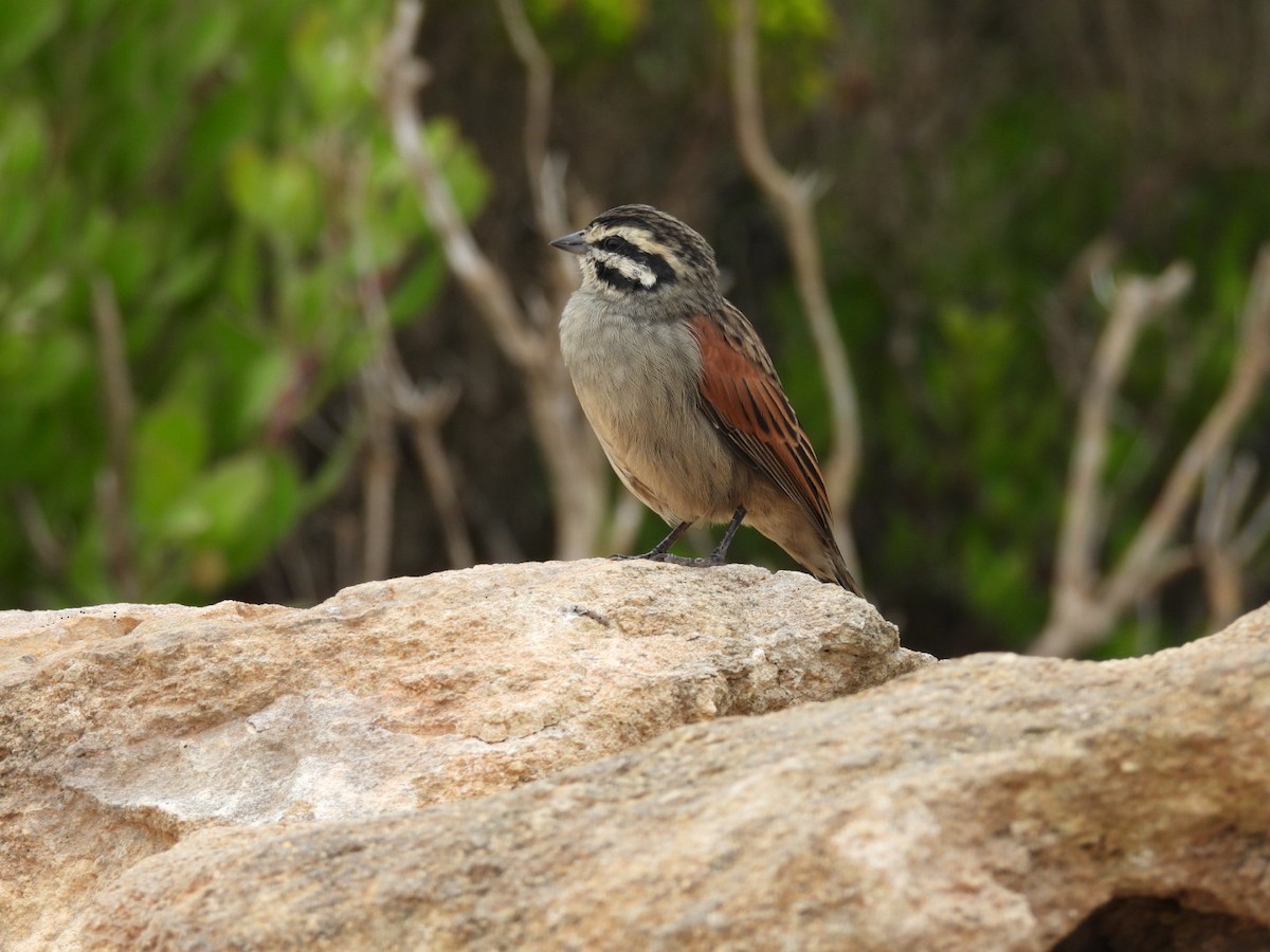 Cape Bunting (Cape) - ML637192865