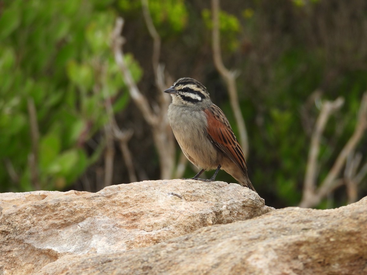 Cape Bunting (Cape) - ML637192867