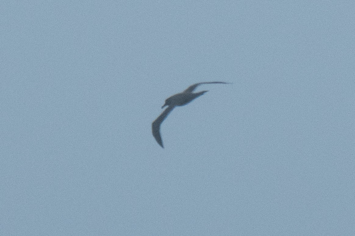 Albatros Tiznado - ML637192878