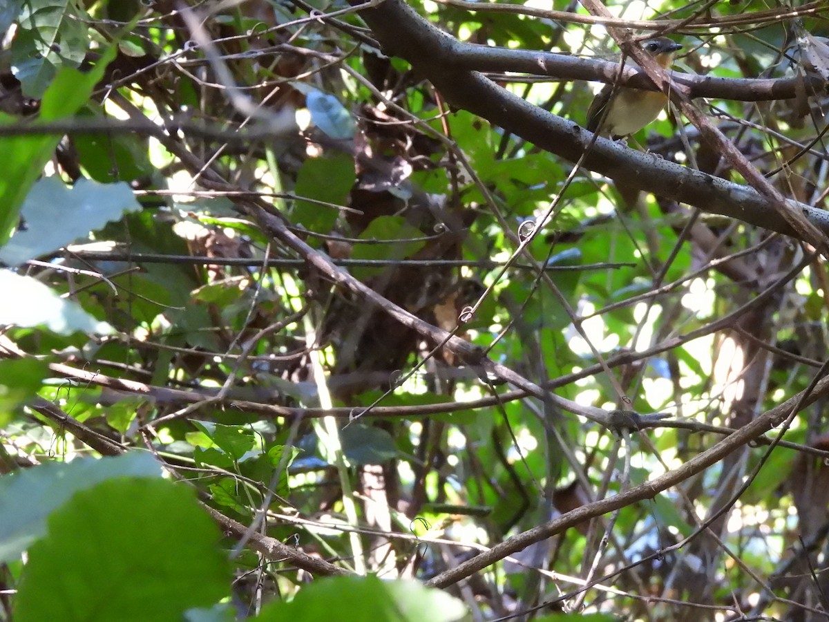 Black-breasted Gnateater - ML637192884