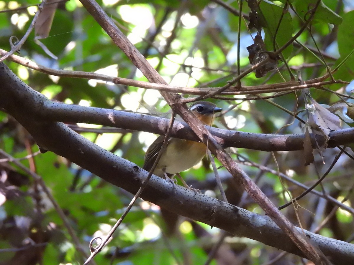 Black-breasted Gnateater - ML637192886
