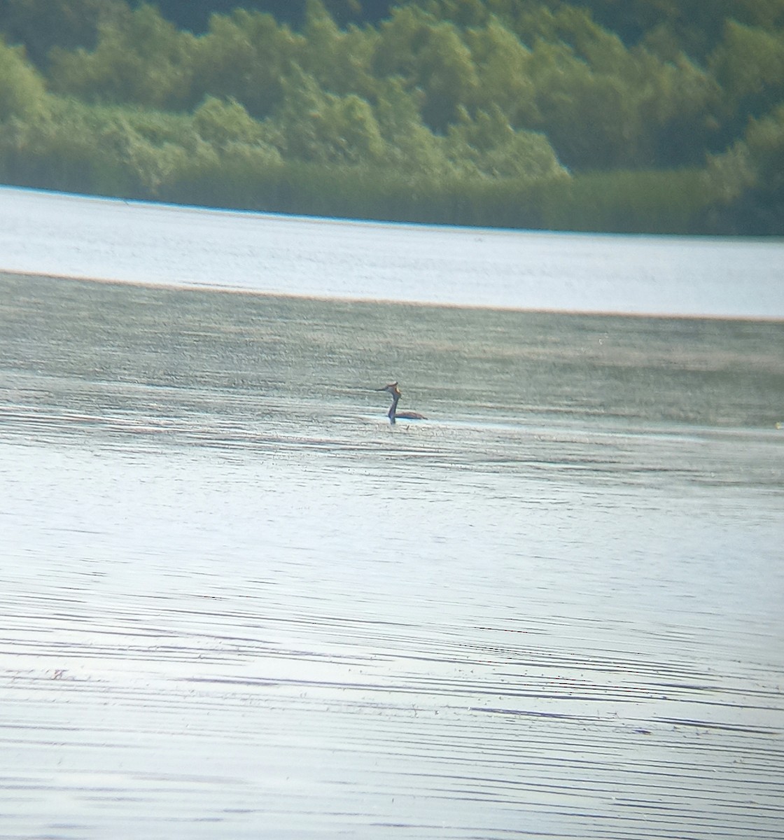 Great Crested Grebe - ML637192904