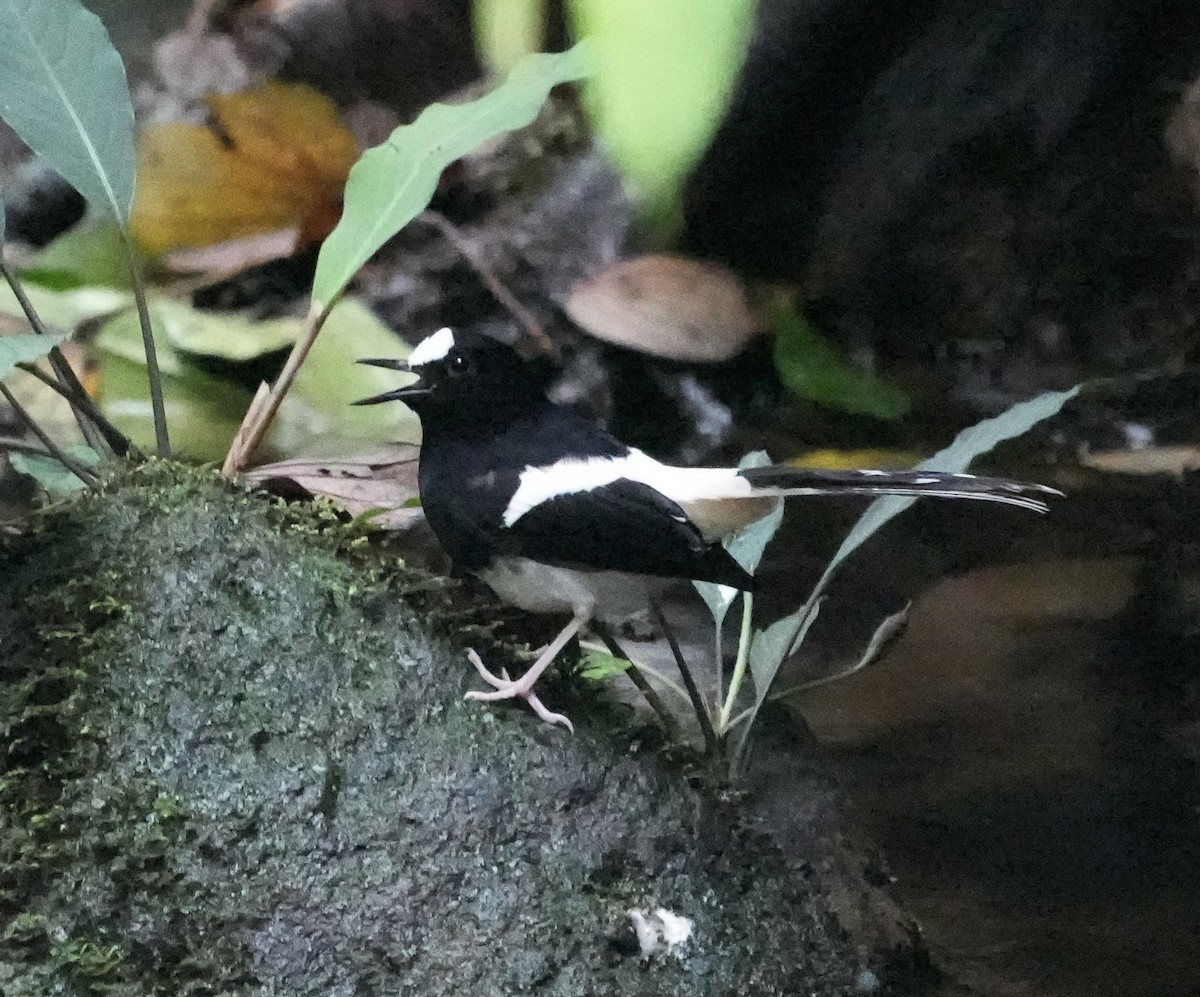 Bornean Forktail - ML637192918