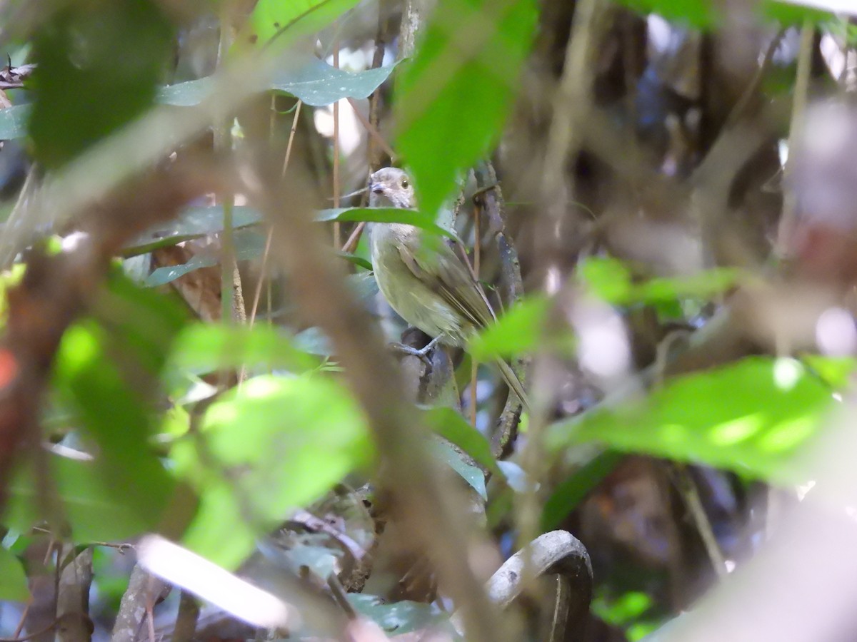 Brown-winged Schiffornis - ML637192928