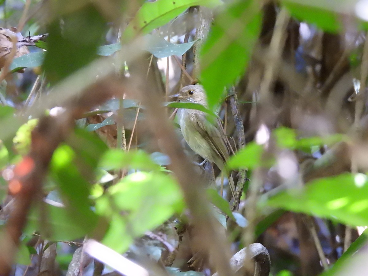 Brown-winged Schiffornis - ML637192929