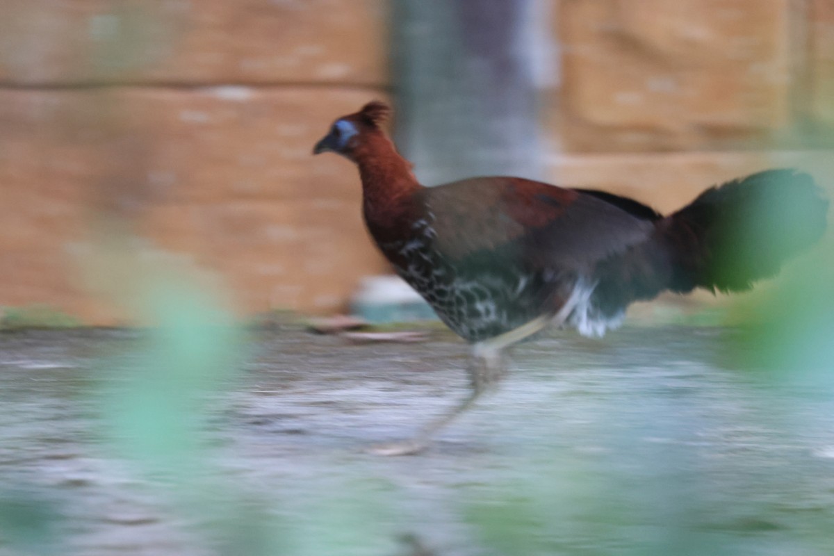 Bornean Crested Fireback - ML637192988