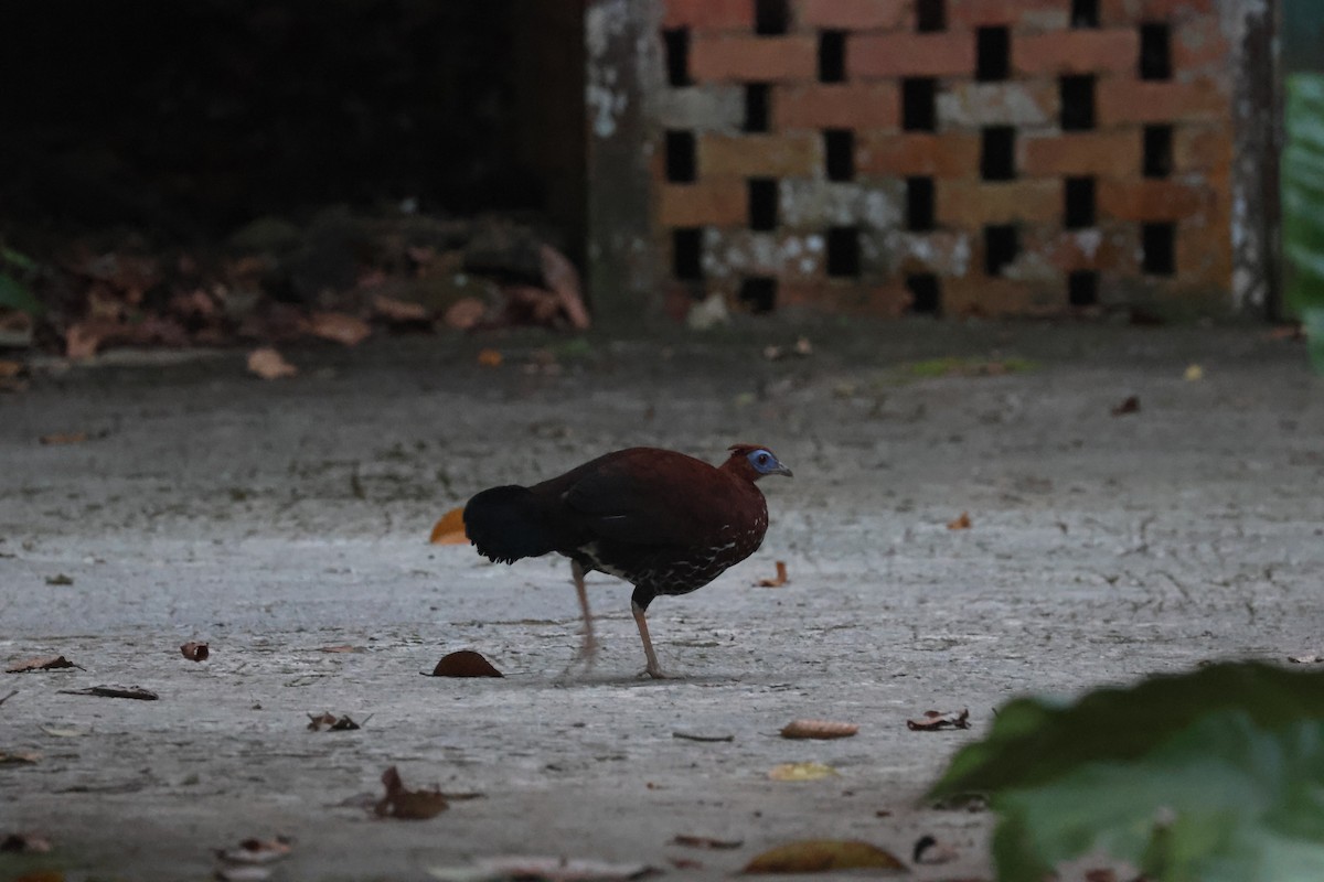 Bornean Crested Fireback - ML637192989