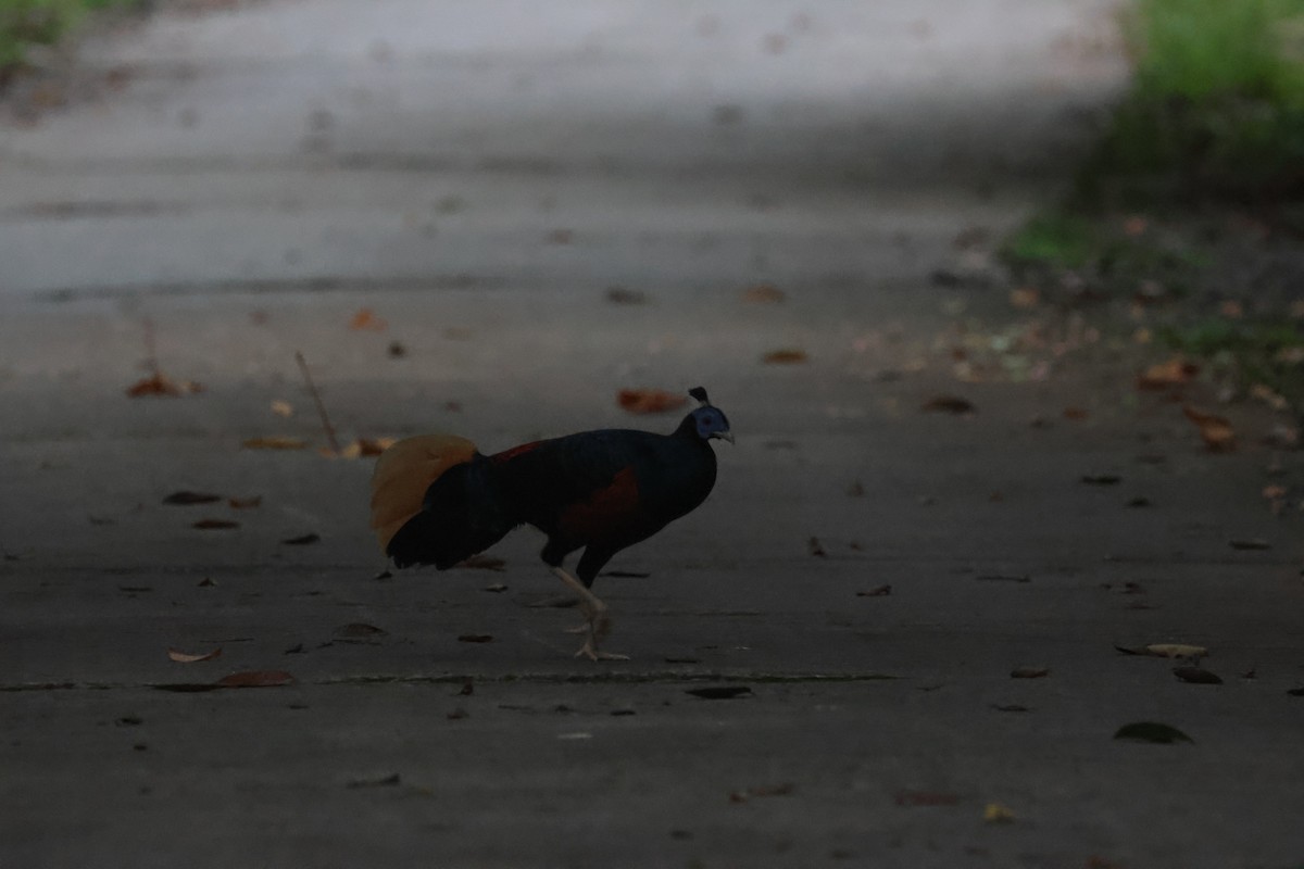 Bornean Crested Fireback - ML637192990