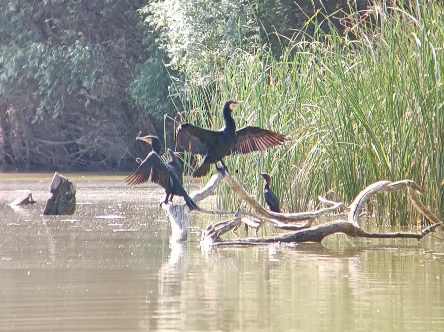 Great Cormorant - ML637193005