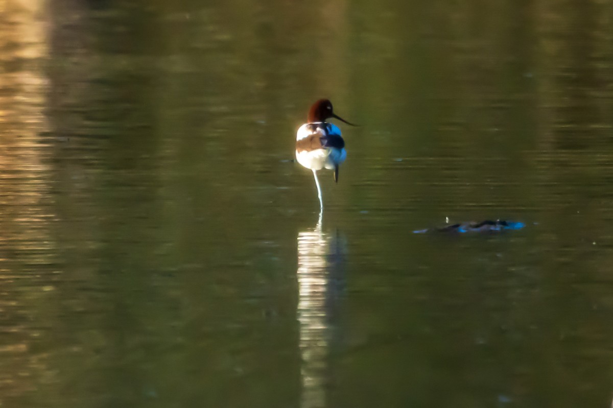 Red-necked Avocet - ML637193015
