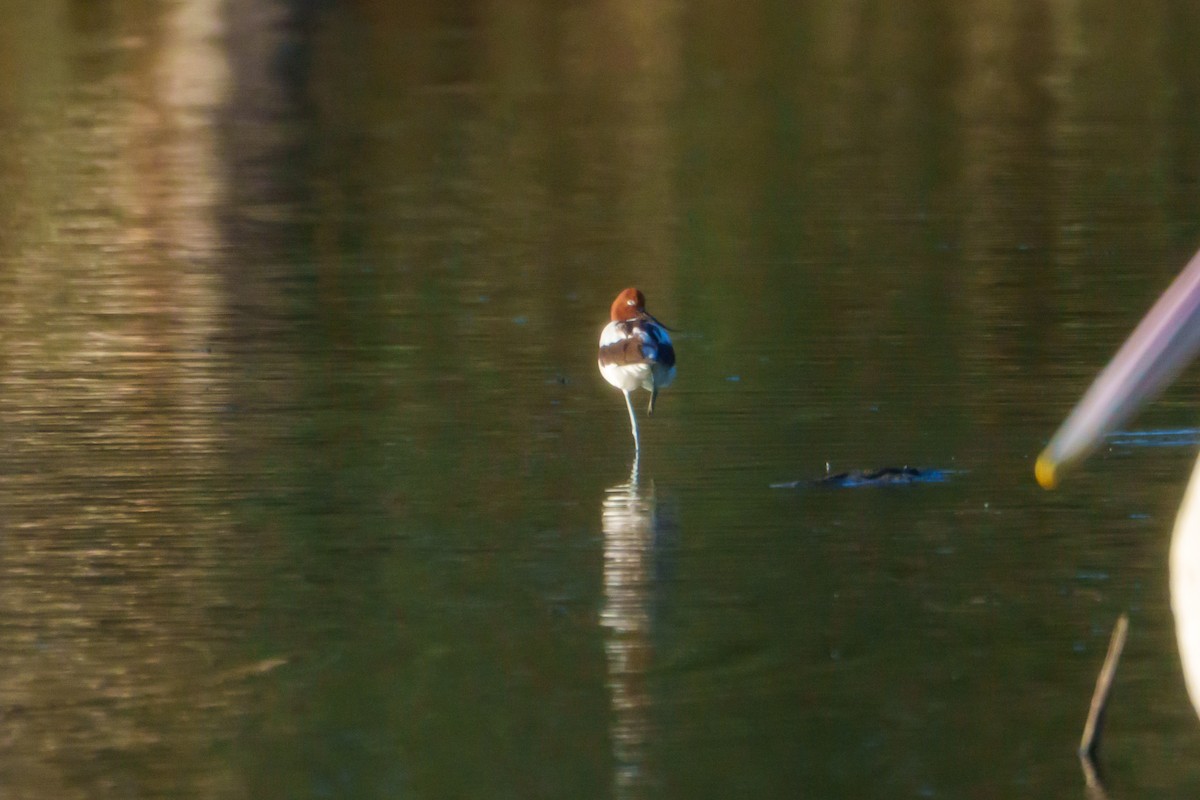 Red-necked Avocet - ML637193016