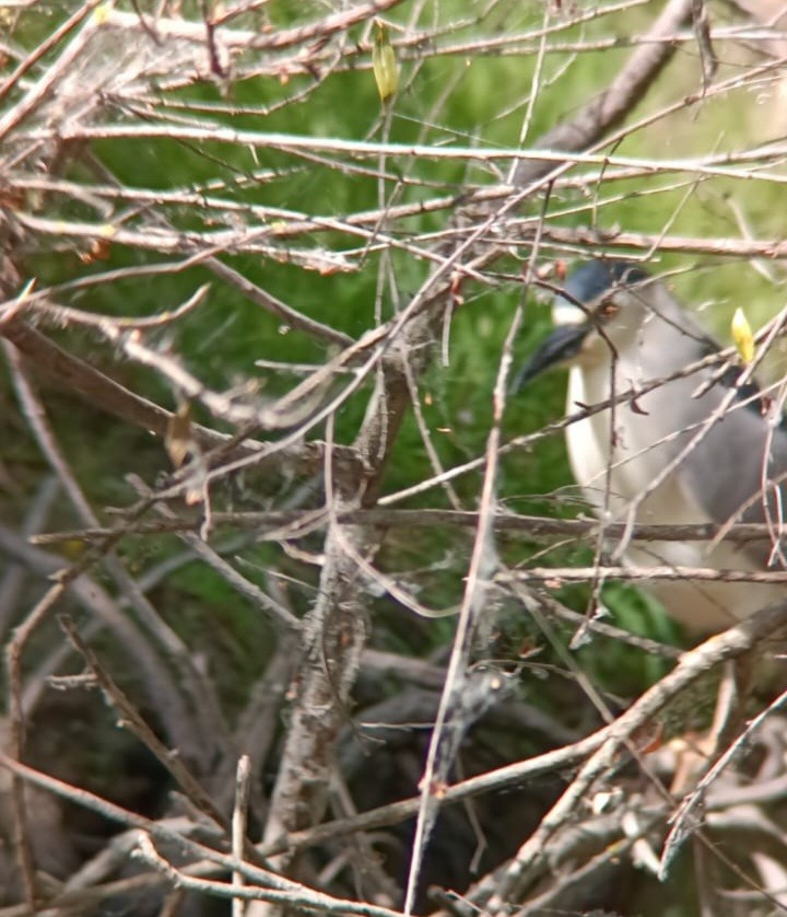 Black-crowned Night Heron - ML637193017