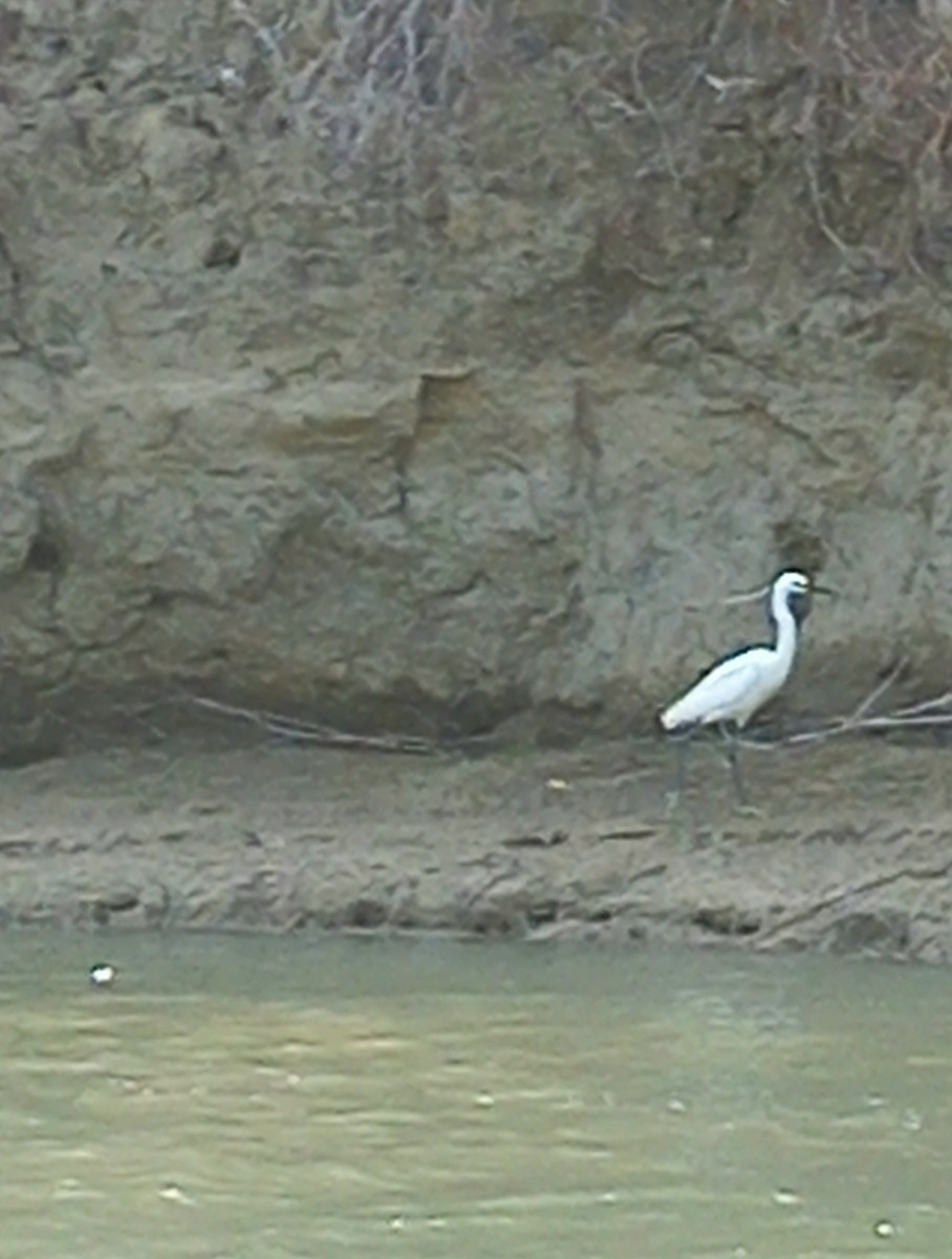 Little Egret - ML637193028