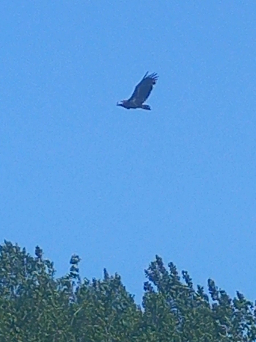 White-tailed Eagle - ML637193045