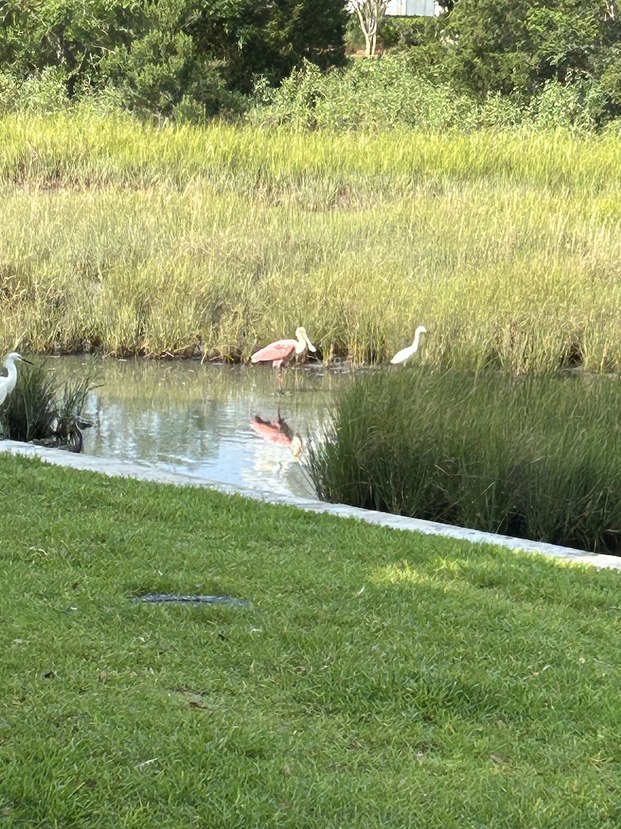 Roseate Spoonbill - ML637193049