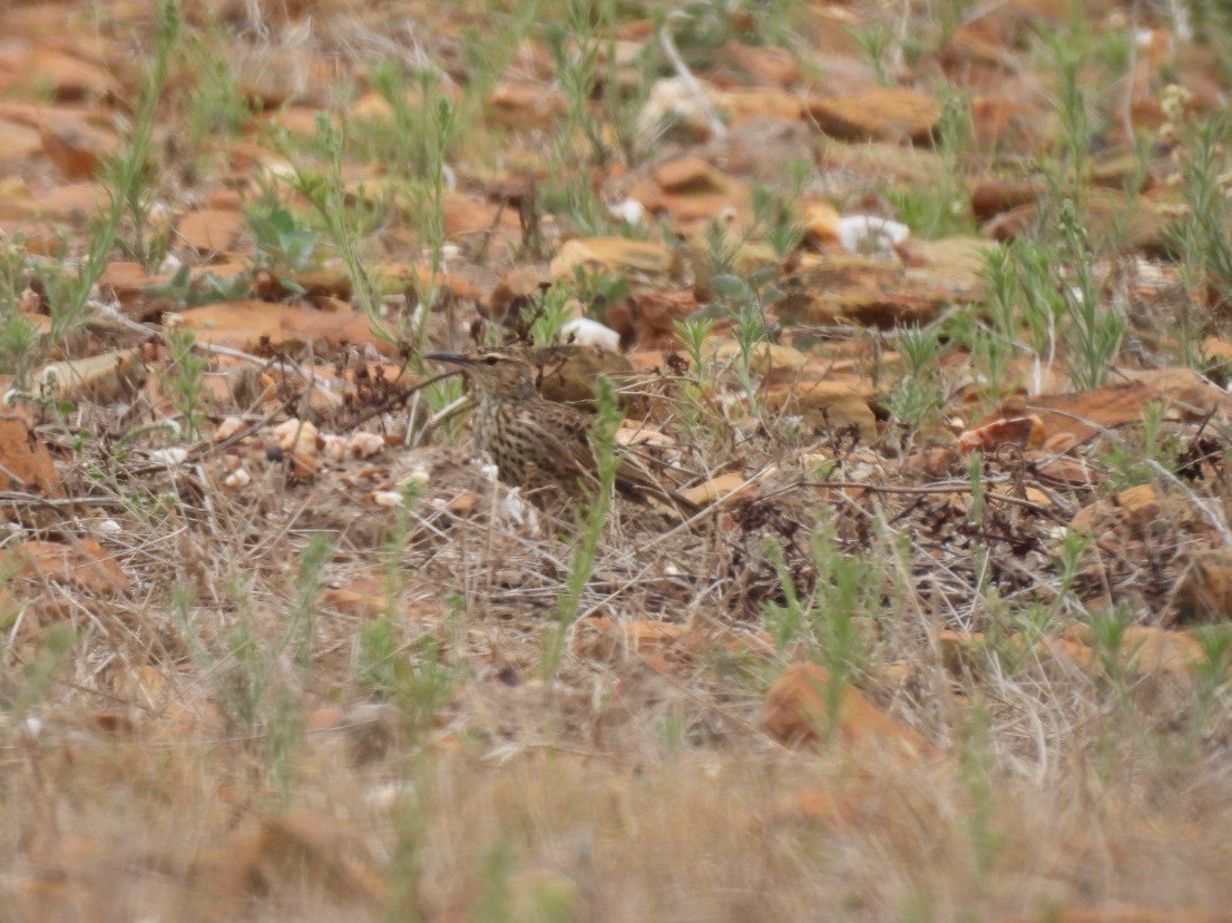Cape Long-billed Lark (Agulhas) - ML637193062