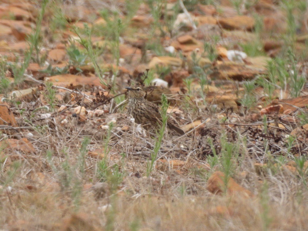Cape Long-billed Lark (Agulhas) - ML637193066