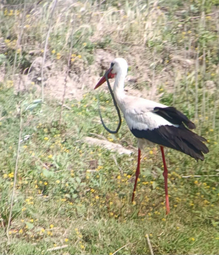 White Stork - ML637193089