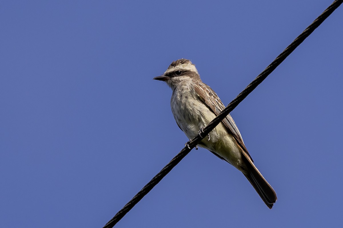 Variegated Flycatcher - ML637193103