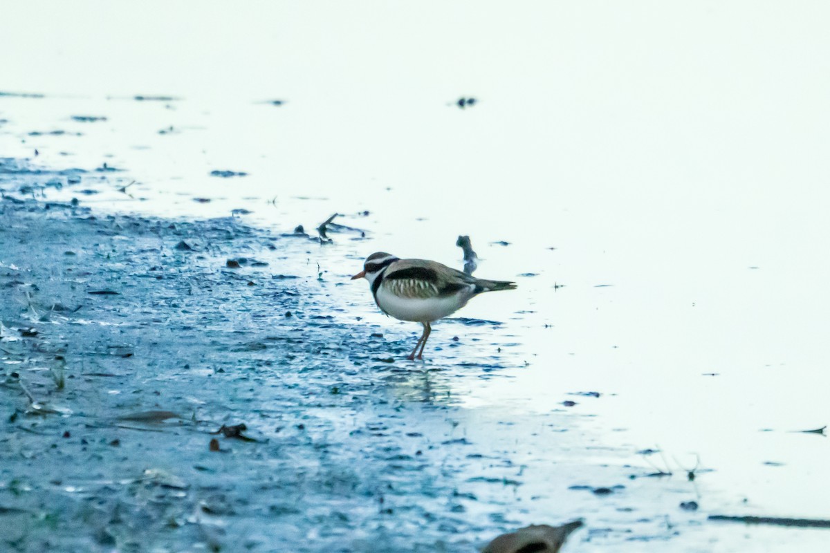 Black-fronted Dotterel - ML637193107