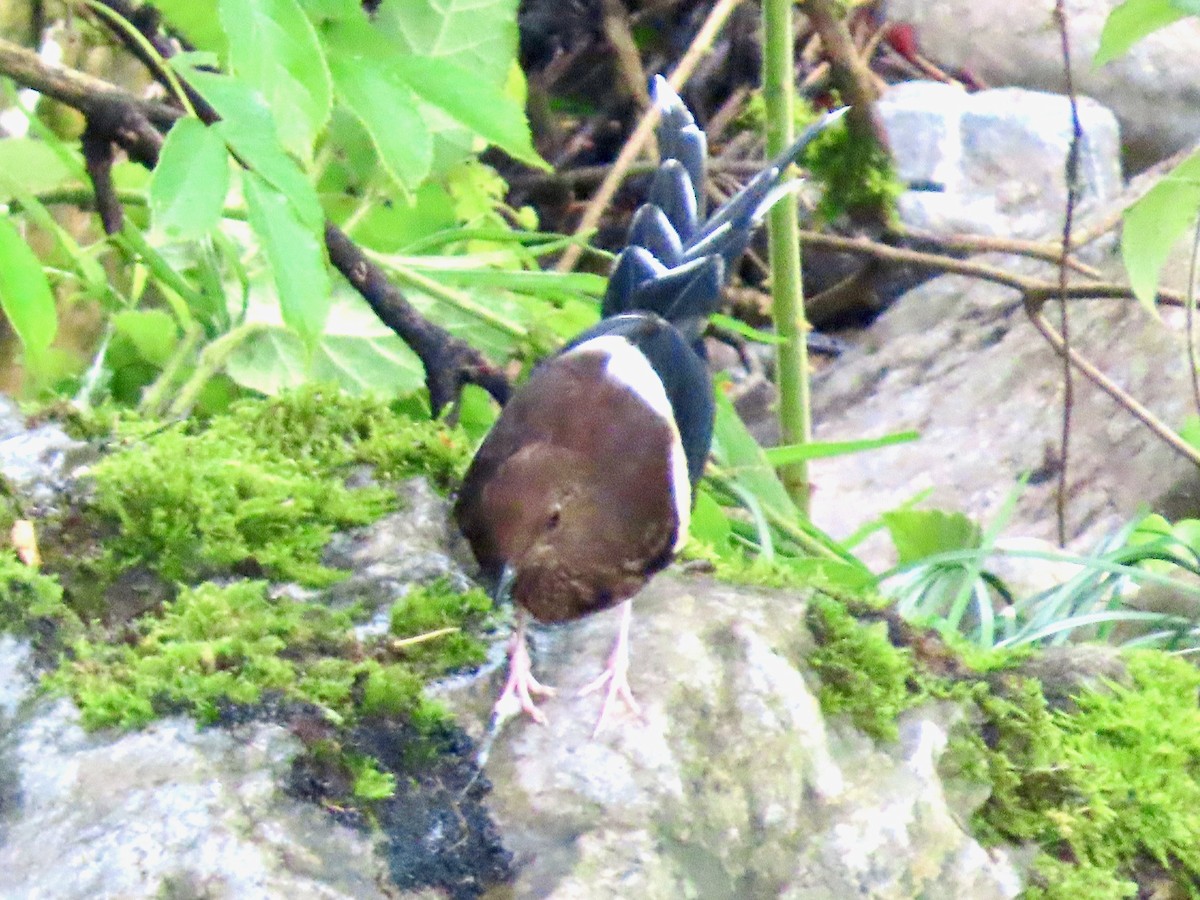 White-crowned Forktail - ML637193125