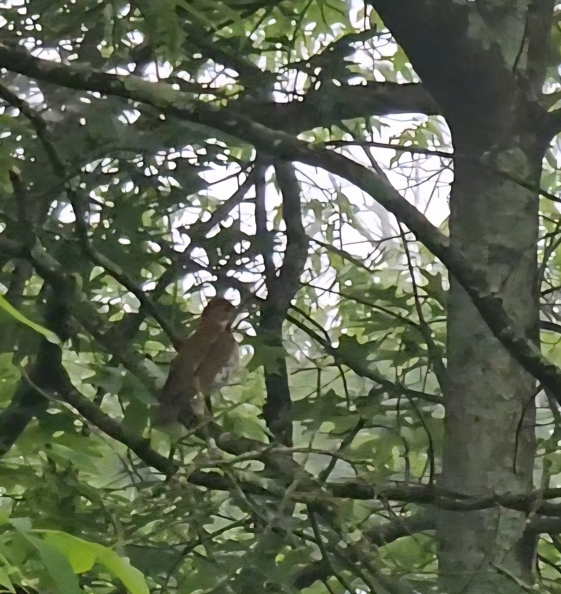 Wood Thrush - ML637193150