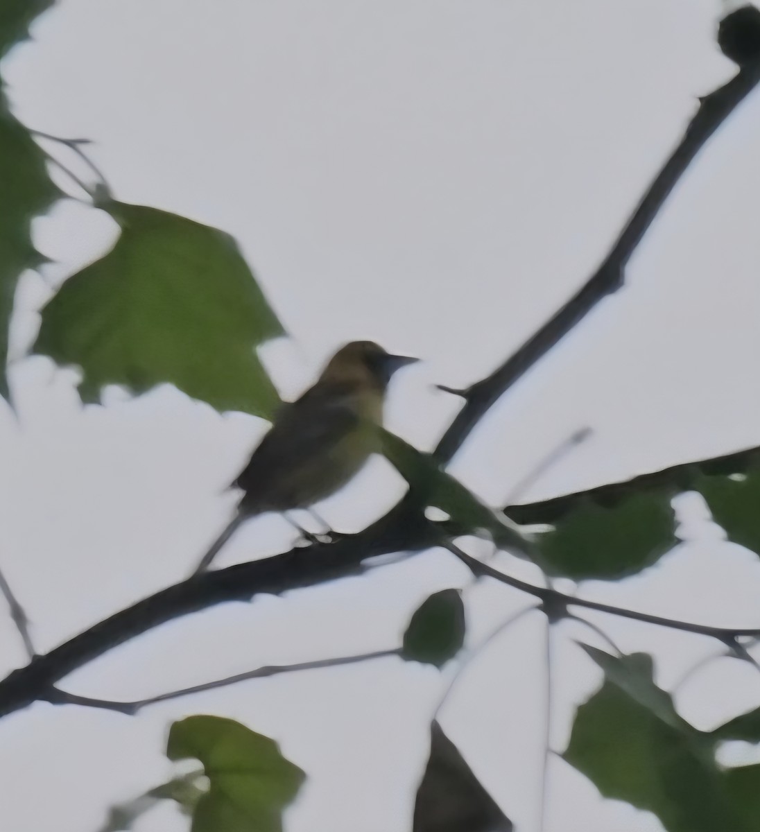 Orchard Oriole - ML637193157