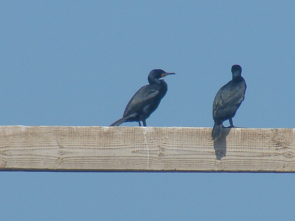 Cape Cormorant - ML637193220